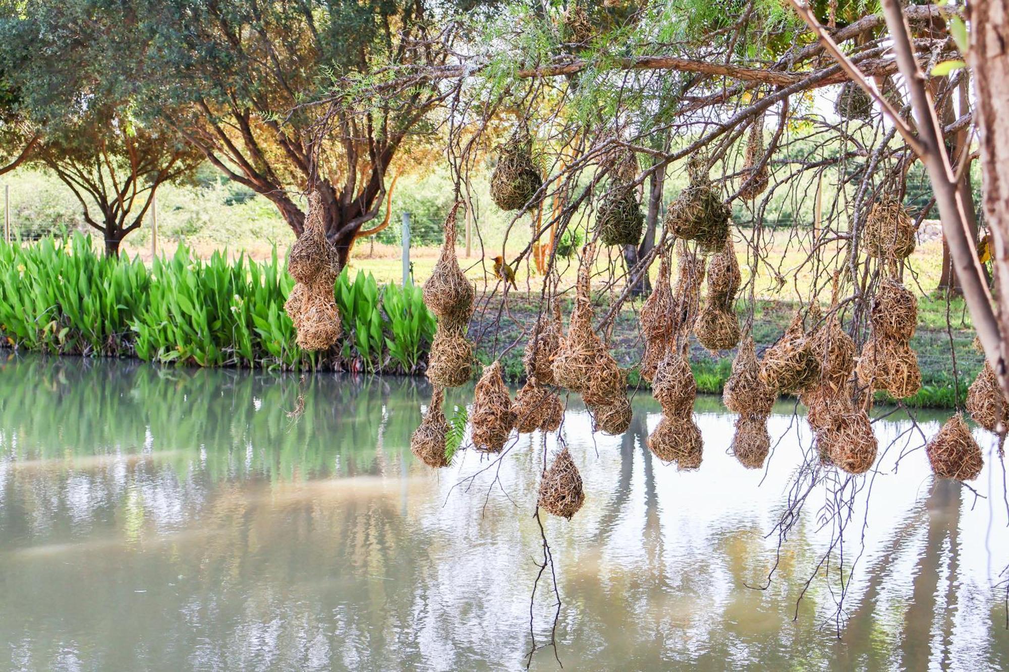 De Old Drift Guest Farm Villa Addo Dış mekan fotoğraf